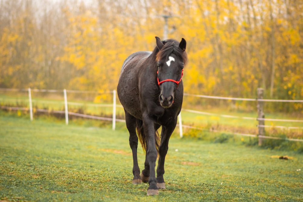 Adoptuj si svého hiporehabilitačního koně!