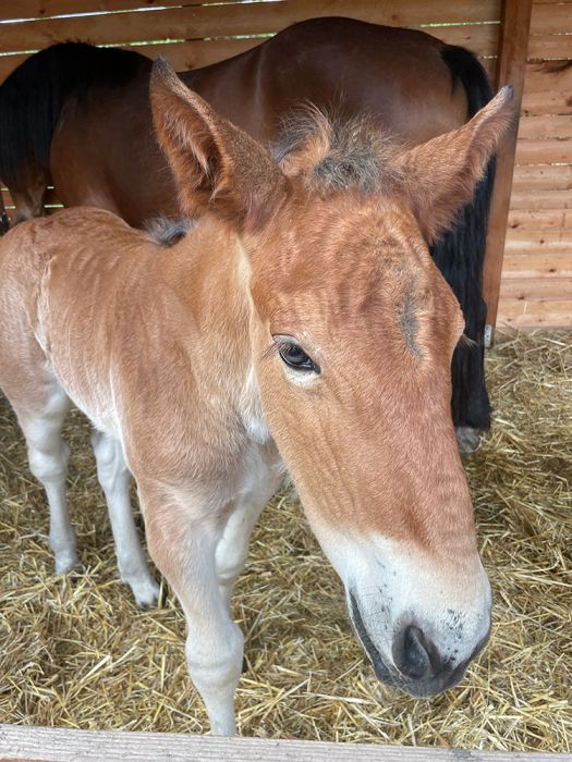 Plemeno: Slezský norik